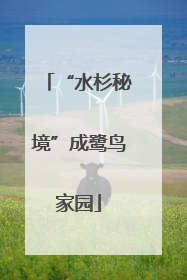 “水杉秘境”成鹭鸟家园