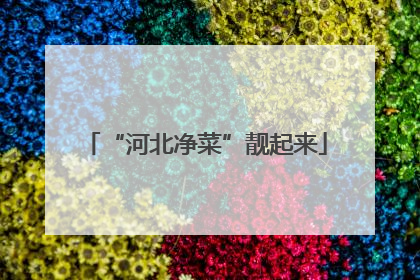 “河北净菜”靓起来