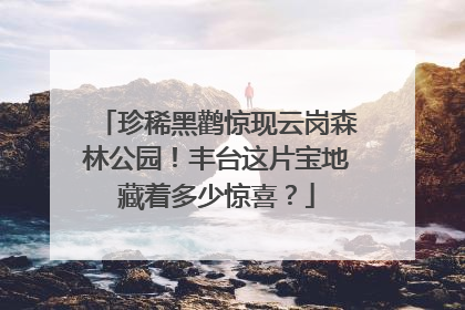 珍稀黑鹳惊现云岗森林公园！丰台这片宝地藏着多少惊喜？