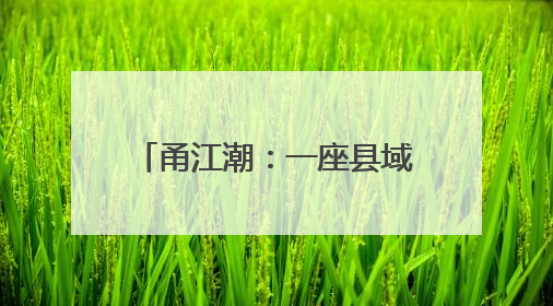 甬江潮：一座县域视角下的浙川协作