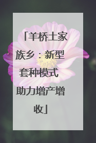 羊桥土家族乡：新型套种模式 助力增产增收