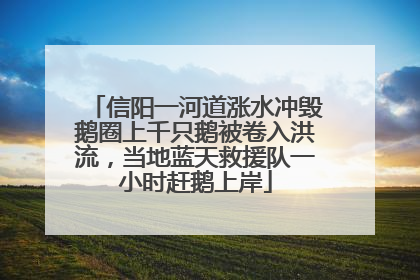 信阳一河道涨水冲毁鹅圈上千只鹅被卷入洪流，当地蓝天救援队一小时赶鹅上岸