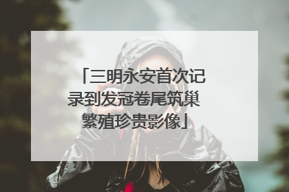 三明永安首次记录到发冠卷尾筑巢繁殖珍贵影像