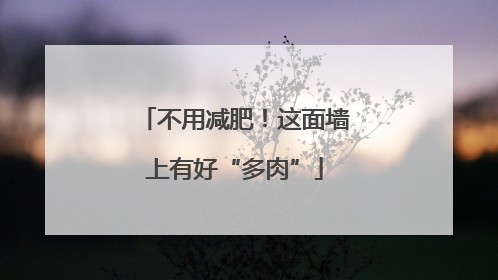不用减肥！这面墙上有好“多肉”
