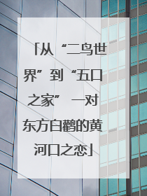 从“二鸟世界”到“五口之家” 一对东方白鹳的黄河口之恋