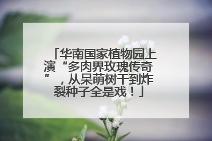 华南国家植物园上演“多肉界玫瑰传奇”，从呆萌树干到炸裂种子全是戏！