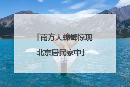 南方大蟑螂惊现北京居民家中