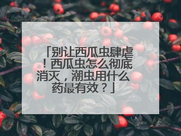 别让西瓜虫肆虐！西瓜虫怎么彻底消灭，潮虫用什么药最有效？