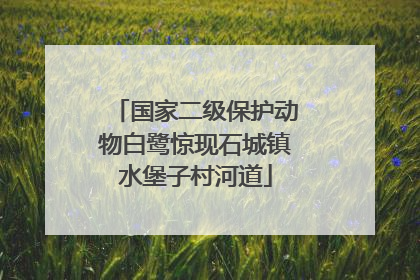 国家二级保护动物白鹭惊现石城镇水堡子村河道