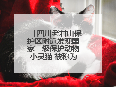 四川老君山保护区附近发现国家一级保护动物小灵猫 被称为“生态试纸”
