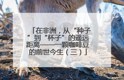 在非洲，从“种子”到“杯子”的遥远距离——一颗咖啡豆的前世今生（三）
