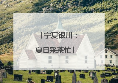 宁夏银川：夏日采茶忙