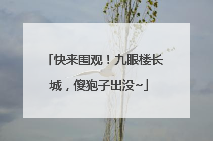 快来围观！九眼楼长城，傻狍子出没~