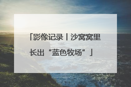 影像记录丨沙窝窝里长出“蓝色牧场”