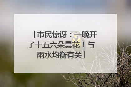 市民惊讶：一晚开了十五六朵昙花！与雨水均衡有关