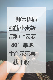 师宗优质强筋小麦新品种“云麦80”旱地生产示范喜获丰收
