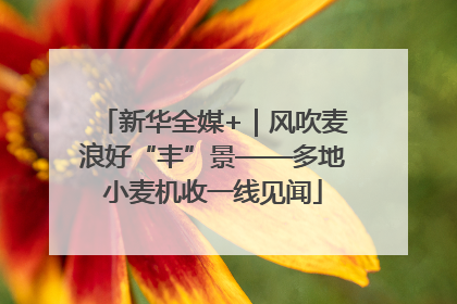 新华全媒+｜风吹麦浪好“丰”景——多地小麦机收一线见闻
