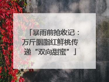暴雨前抢收记：万斤胭脂红鲜桃传递“双向甜蜜”