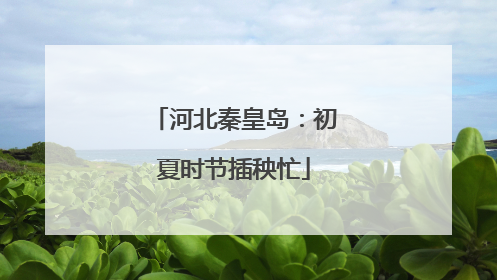 河北秦皇岛：初夏时节插秧忙