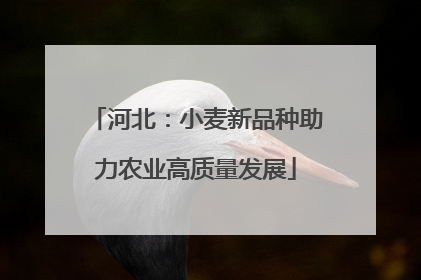河北：小麦新品种助力农业高质量发展