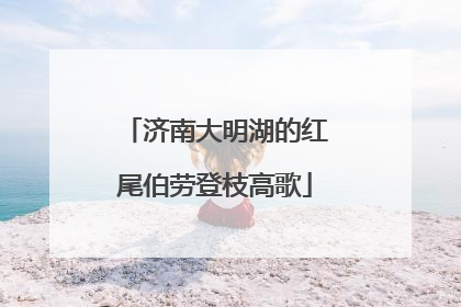 济南大明湖的红尾伯劳登枝高歌