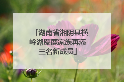 湖南省湘阴县横岭湖麋鹿家族再添三名新成员