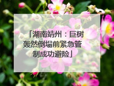 湖南靖州：巨树轰然倒塌前紧急管制成功避险