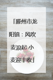 滕州市龙阳镇：风吹麦浪起 小麦迎丰收