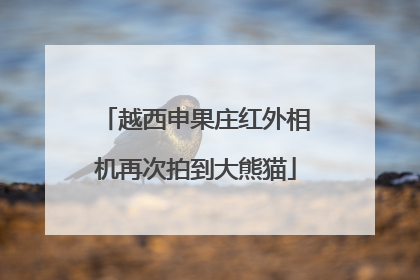 越西申果庄红外相机再次拍到大熊猫