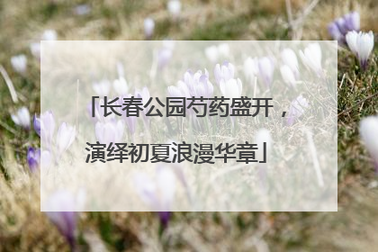 长春公园芍药盛开，演绎初夏浪漫华章