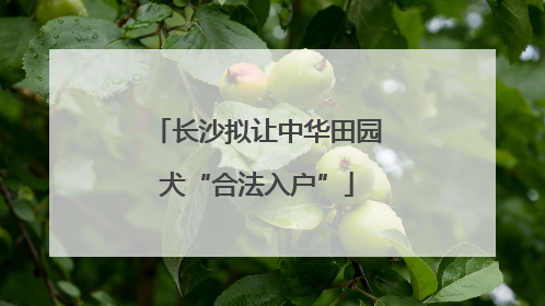 长沙拟让中华田园犬“合法入户”