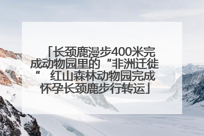 长颈鹿漫步400米完成动物园里的“非洲迁徙” 红山森林动物园完成怀孕长颈鹿步行转运