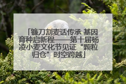 镰刀割麦话传承 基因育种启新程——第十届杨凌小麦文化节见证“颗粒归仓”时空跨越