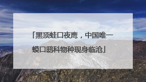 黑顶蛙口夜鹰，中国唯一蟆口鸱科物种现身临沧