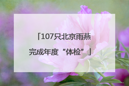 107只北京雨燕完成年度“体检”