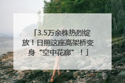 3.5万余株热烈绽放！日照这座高架桥变身“空中花廊”！